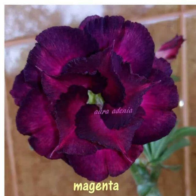 Bibit bunga kamboja/adenium treple terbaru-Magenta