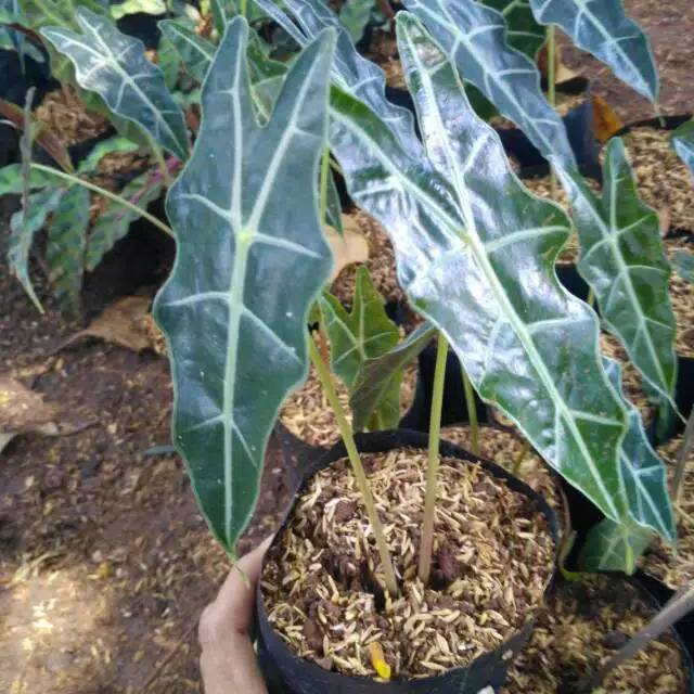 Tanaman Hias Alocasia Tanaman Keladi Keladi Amazon Keladi Alocasia Shopee Indonesia