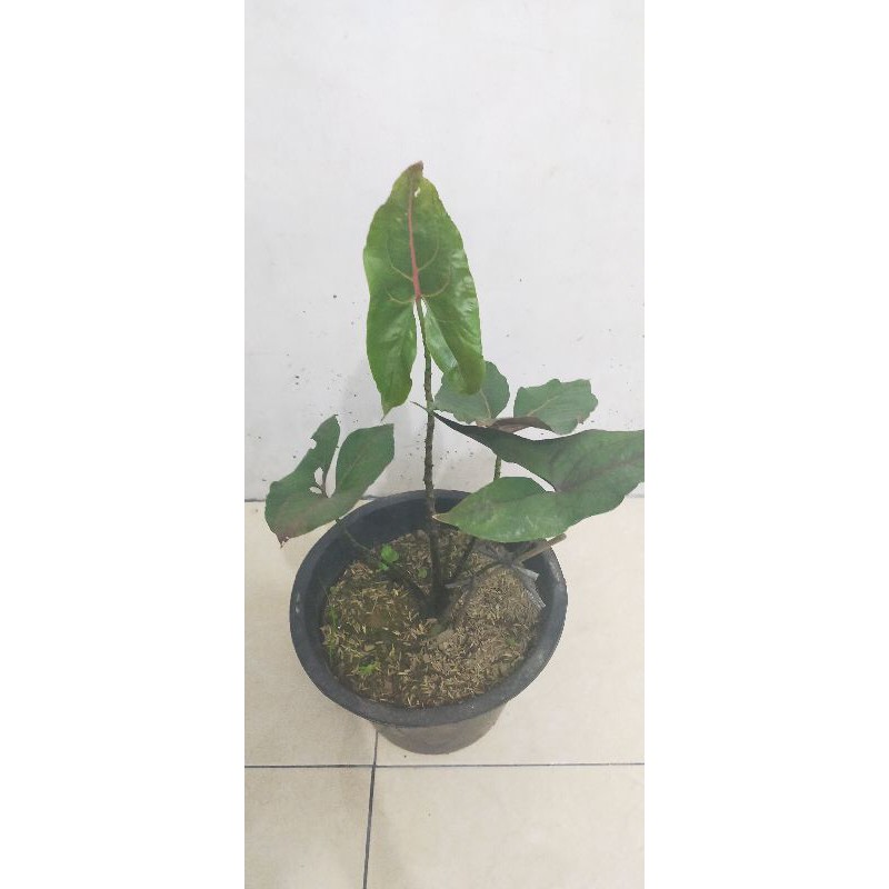 alocasia black jack