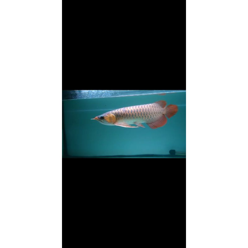 arowana super red 30 cm spesial