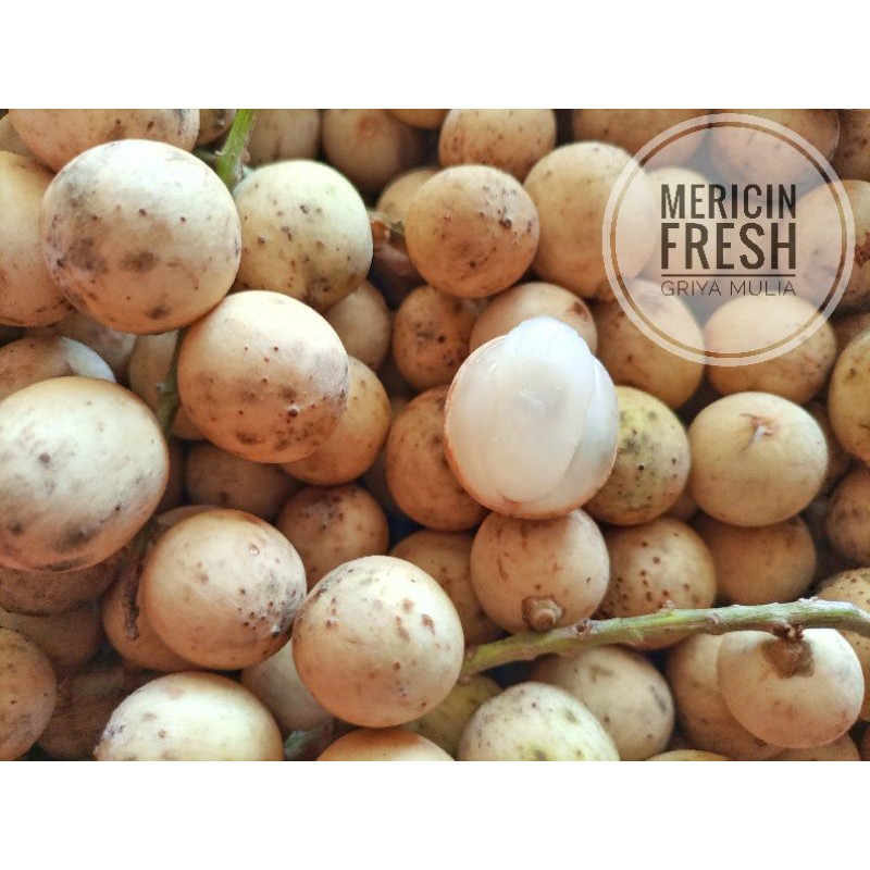 

Buah Mericin segar 1 kg Baru petik