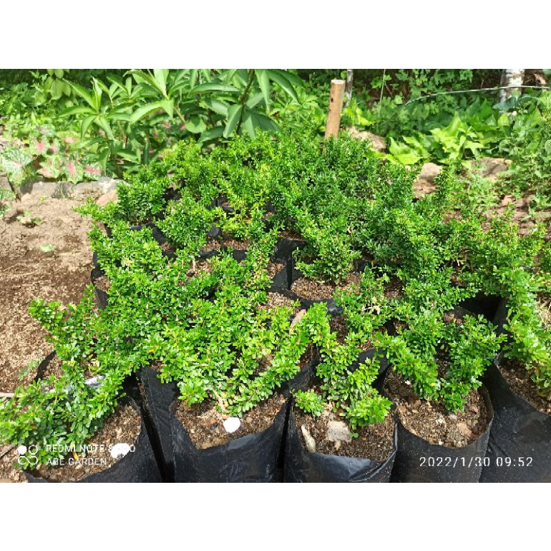 BIBIT SAENG SIMBUR SUPER MIKRO VIETNAM