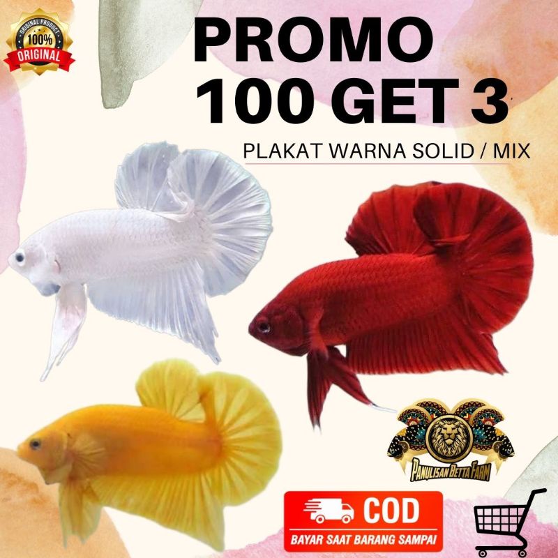 CUPANG SOLID GRADE MIX (PROMO) MERAH+KUNING+PUTIH