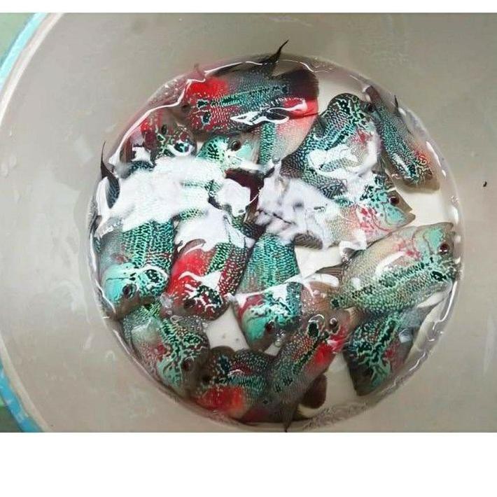 ★Best Seller★ ( COD) ikan louhan SRD ukuran 9cm sampai 10 cm .,,.,.,