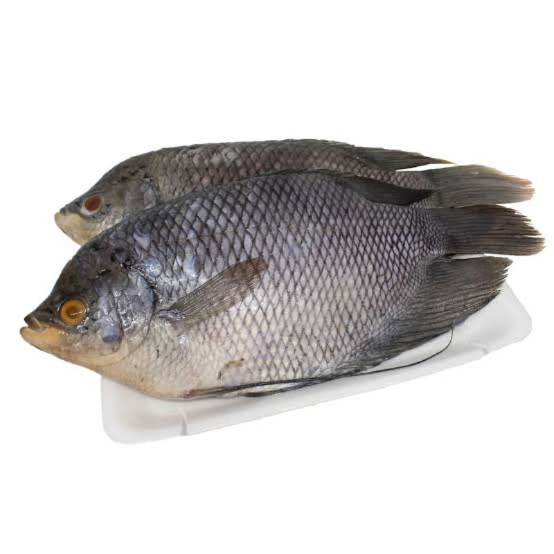 Grosir Ikan Gurame 500 gr