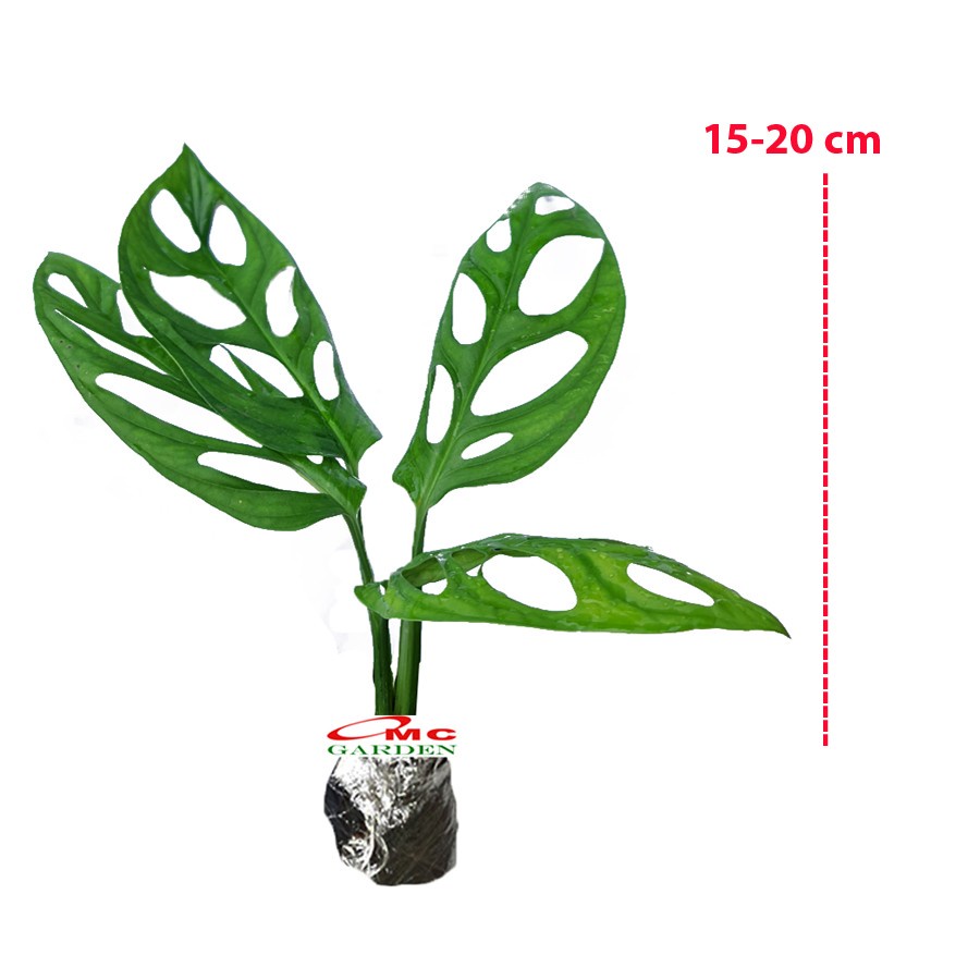 Janda Bolong Monstera Adansonii Tanaman Hias Merambat