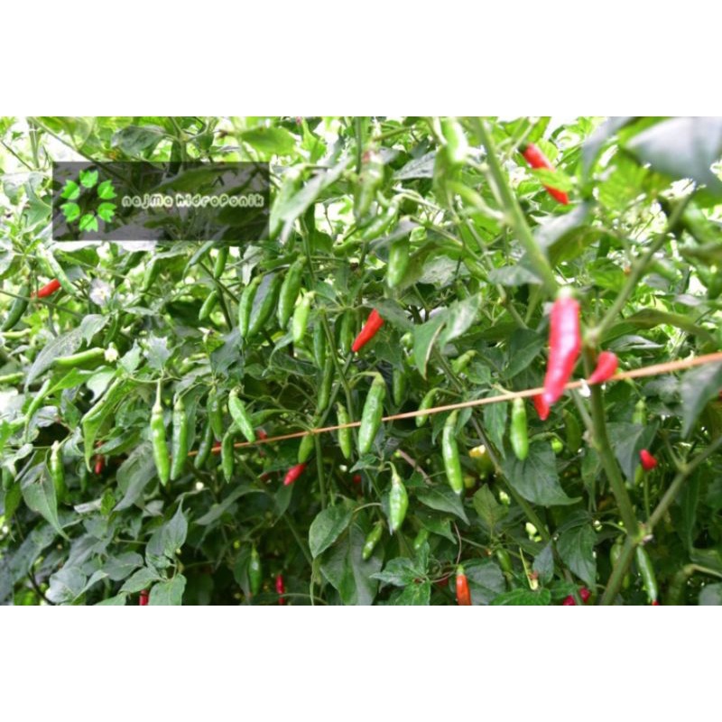 10 Butir Benih Cabai Rawit Rajo Repacking (Panah Merah)
