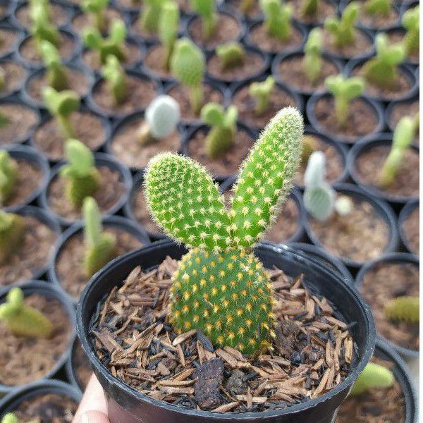 miki ownroot duri kuning mini