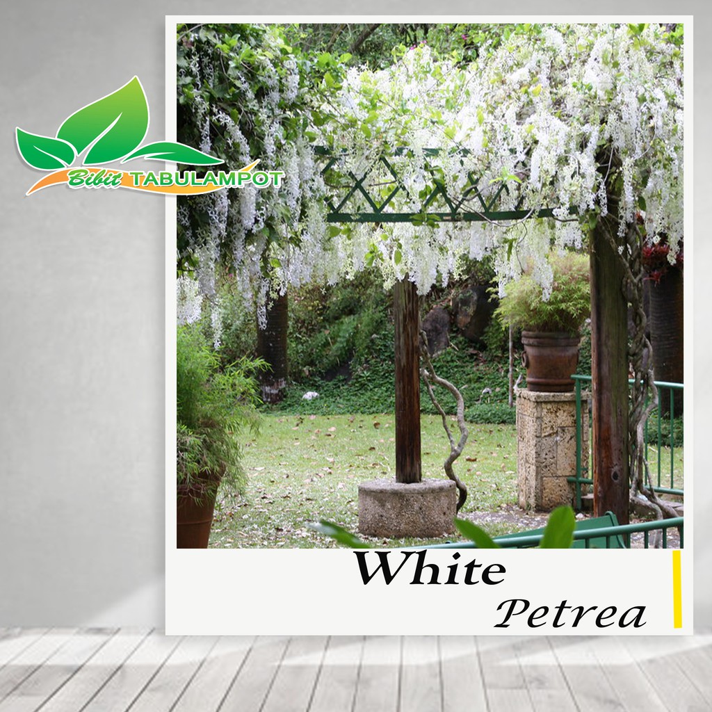 Tanaman Merambat White Petrea (Tanaman Hidup)
