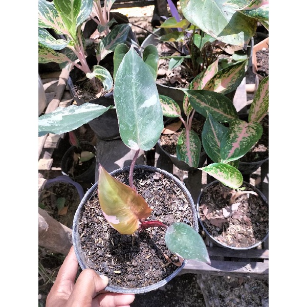 Philo Pink Princess (PPP)