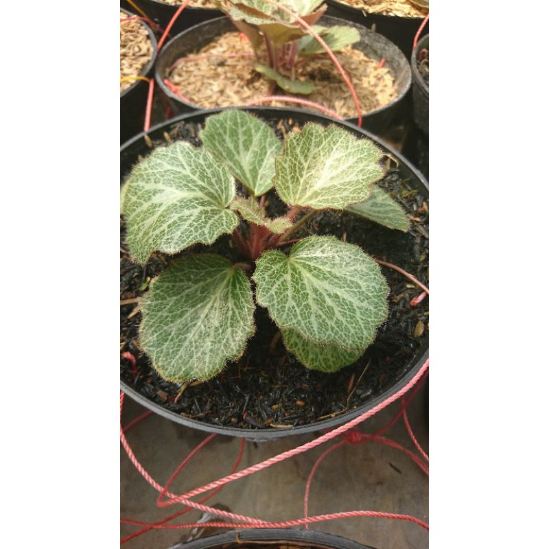 tanaman Begonia strawberry tanaman gantung begonia tanaman hias
