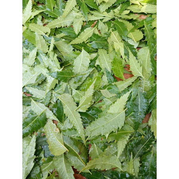 

Daun Mimba