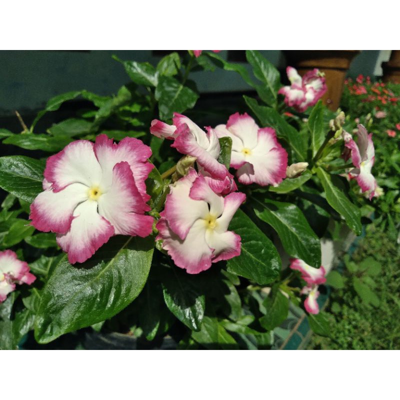 plant vinca curly jepang