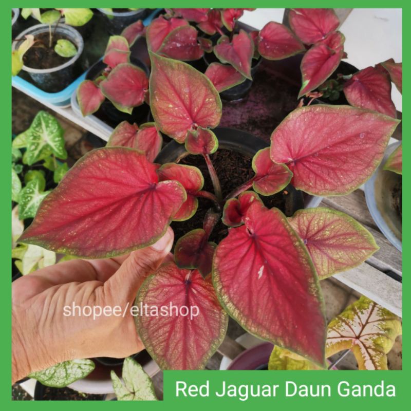 keladi red jaguar harga