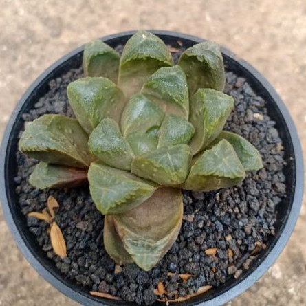 Haworthia cooperi Giant