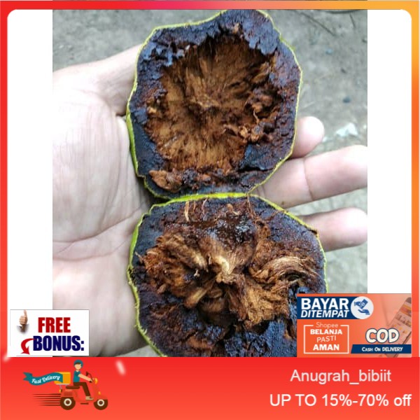 Bibit Buah Black Sapote Okulasi