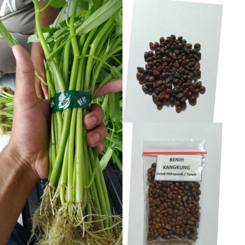Benih Kangkung Hidroponik | Benih Kangkung Bangkok | Benih Kangkung | Kangkung Hidroponik