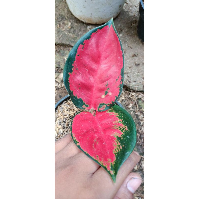 paket 2 anakan bunga aglonema suksom jaipong-red Sumatera/Sumatra anakan