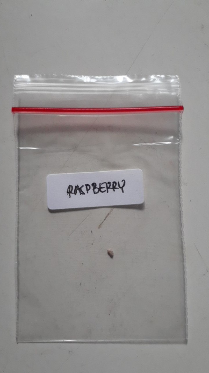 Benih Raspberry Merah Biji Benih Buah-buahan Premium Import Berry Seeds Manis Asli Original