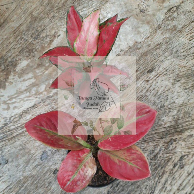 Paket 2 Aglonema Ayunindi Dan Black Maroon -bunga Taman Indah-