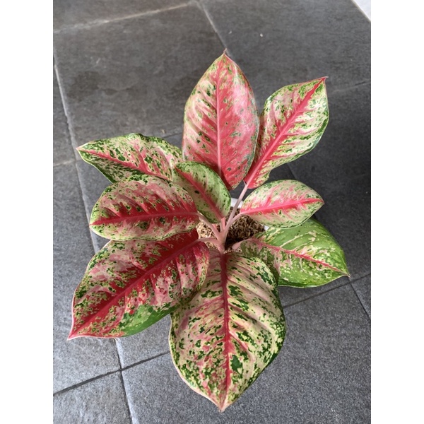 aglonema sweet dream