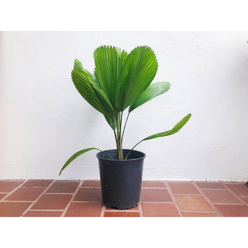 Tanaman hias Palem kol / Palem kipas / licuala grandis