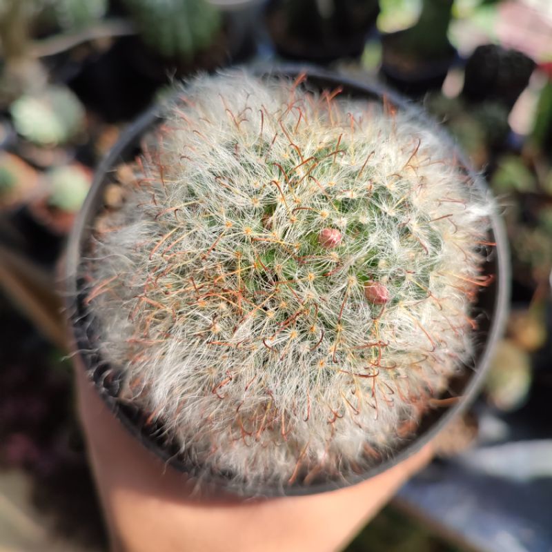 Kaktus ownroot Mammillaria Bocasana