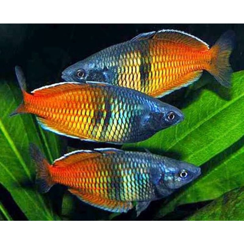 Bosemani Rainbow Fish