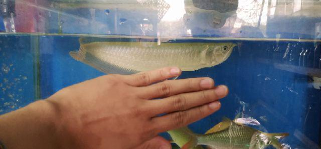 Selang 5mm