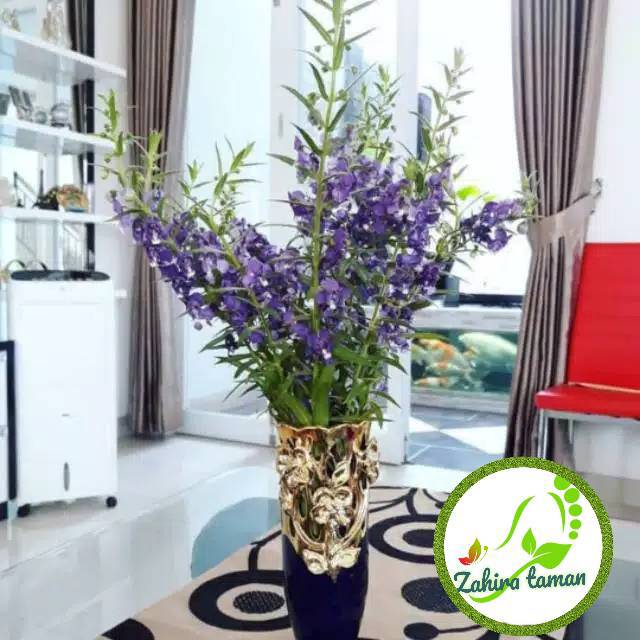 Tanaman hias-bibit lavender-tanaman pengusir nyamuk lafender