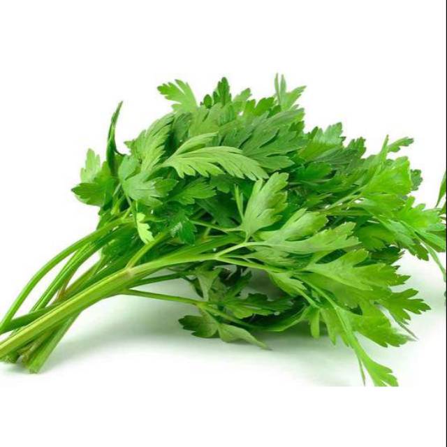 

Daun seledri/ikat
