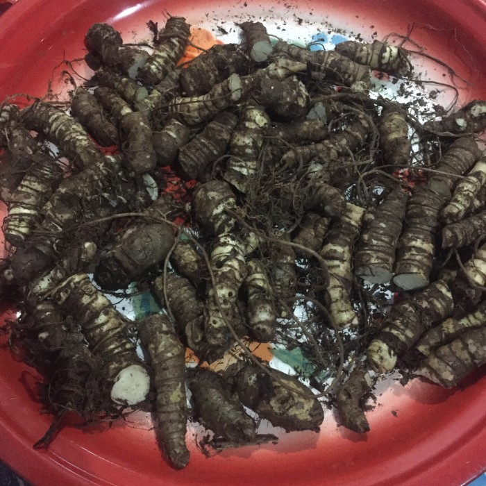 Bonggol Alocasia Dragon Scale 250gram