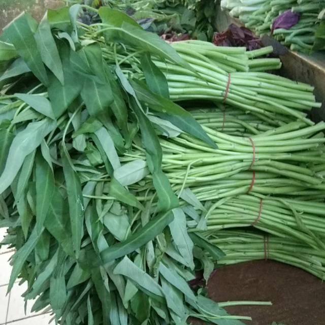 

KANGKUNG