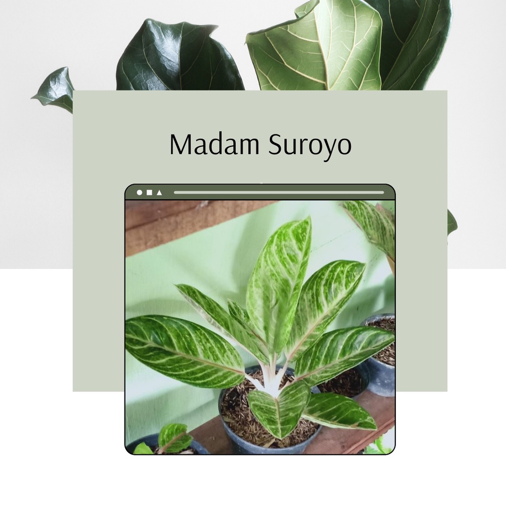 Tanaman Hias Aglonema Madam Suroyo madam suroyo aglonema anakan remaja murah