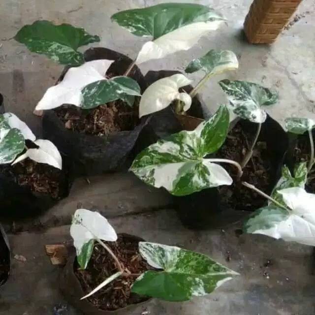 Syngonium varigata putih