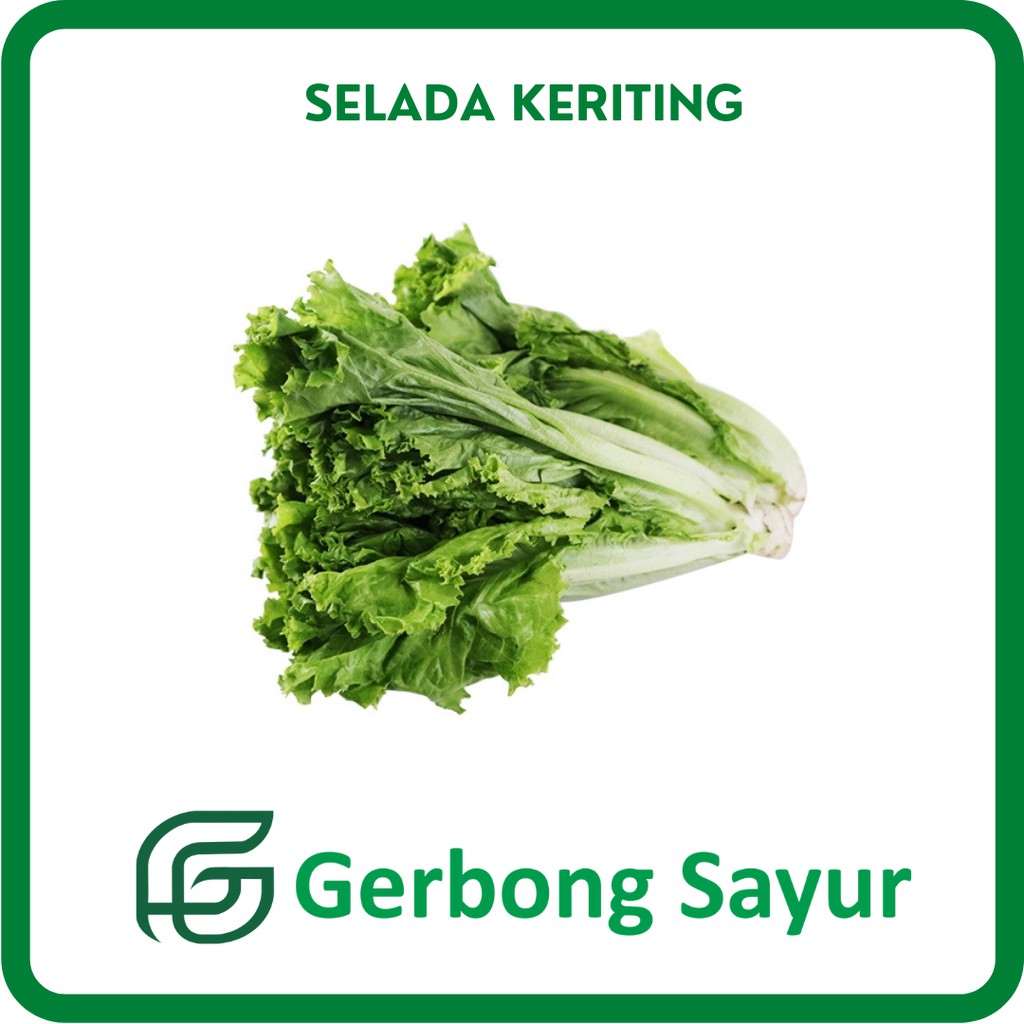 

Sayur Selada Keriting Segar - 500g