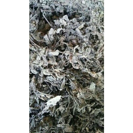 

Daun Cincau hitam kering Daun janggelan 500g
