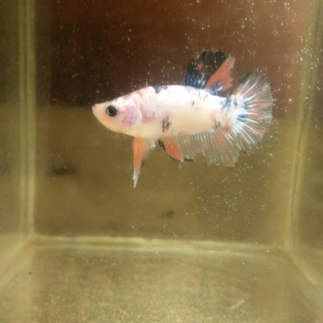 

Ikan cupang fancy