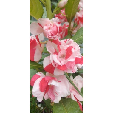 benih bunga pacar air