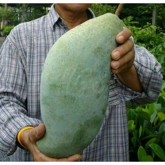 M4Il Bibit Tanaman Buah Mangga Mahatir