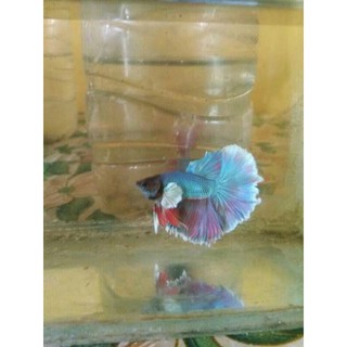 ikan cupang halfmoon big ear/lavender jantan (gratis