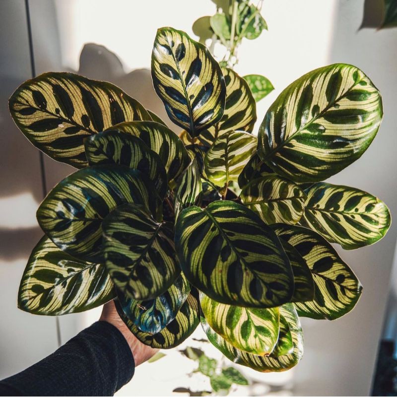 Calathea Makoyana Import