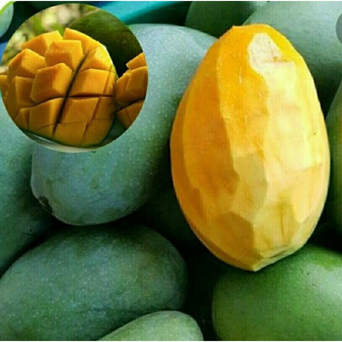 Bibit Mangga gadung