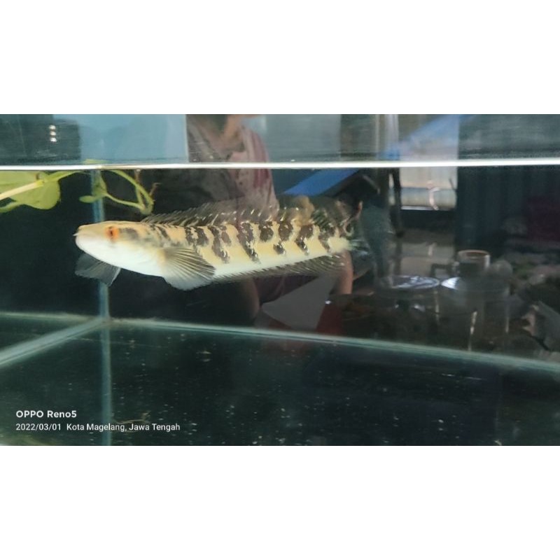 CHANNA MARU YELLOW SENTARUM / RED EYE / MENTAL PREMAN / WARNA PERMANEN