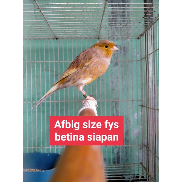 kenari af size fys betina siapan