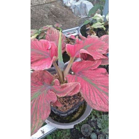 caladium red ceria
