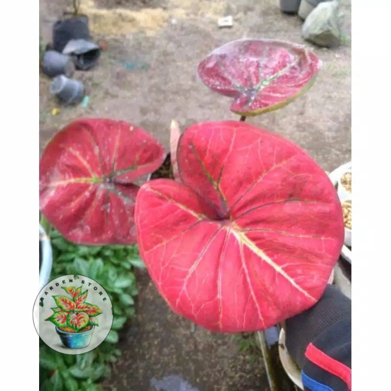 PROMO umbi/bonggol keladi apel merah ( hanya bonggol )