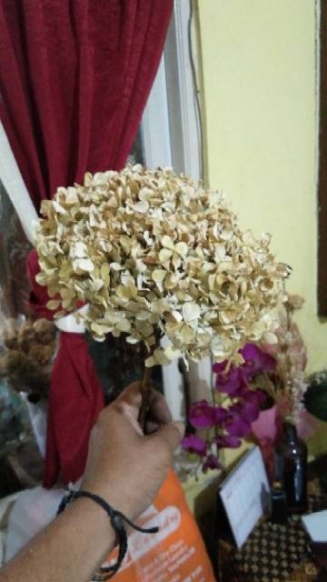 Hortansia - Dried Flower - pancawarna