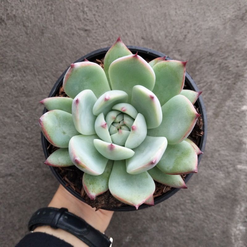 Echeveria Chihuahuaensis | DP 10 Cm | Sukulen