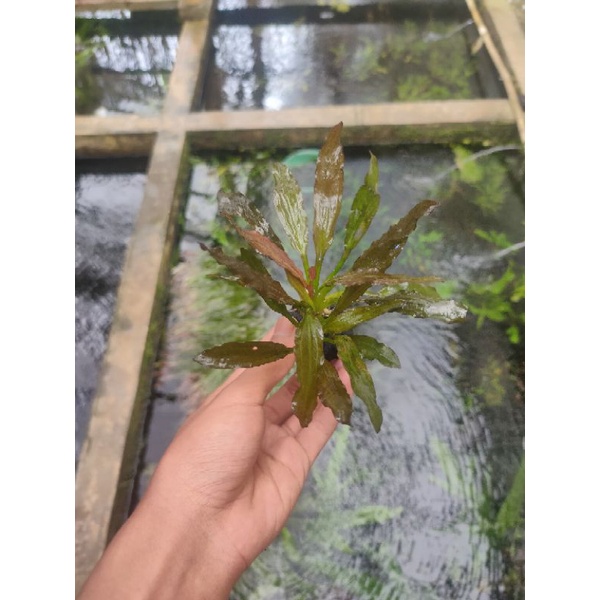 echinodorus red special media wabikusa tanaman aquascape